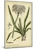 Polianthes, Pl. CCX-Phillip Miller-Mounted Art Print