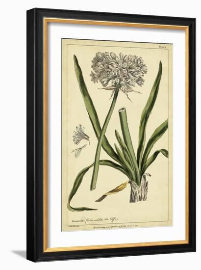 Polianthes, Pl. CCX-Phillip Miller-Framed Art Print