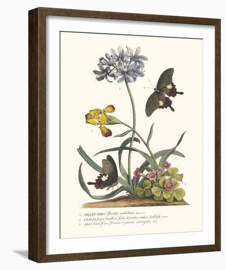 Polianthius, Oxalis and Iris-Georg Ehret-Framed Giclee Print