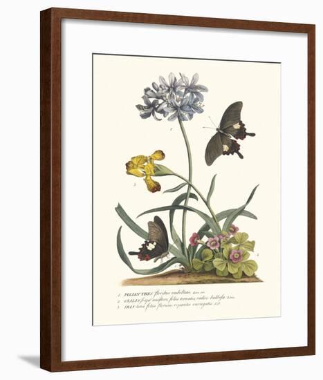 Polianthius, Oxalis and Iris-Georg Ehret-Framed Giclee Print