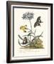 Polianthius, Oxalis and Iris-Georg Ehret-Framed Giclee Print