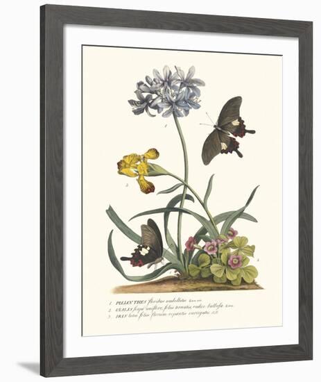 Polianthius, Oxalis and Iris-Georg Ehret-Framed Giclee Print