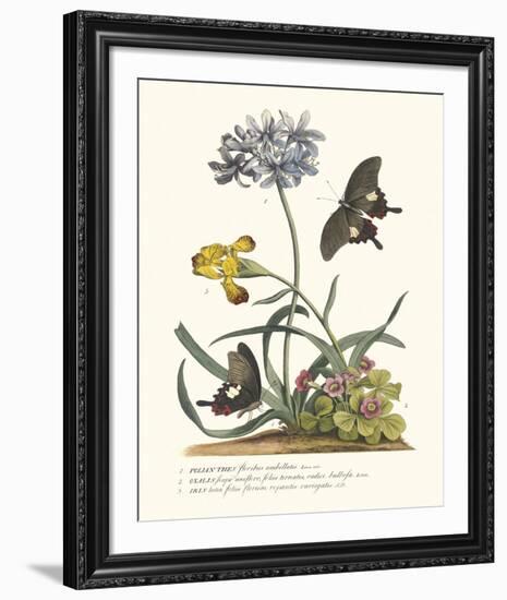 Polianthius, Oxalis and Iris-Georg Ehret-Framed Giclee Print