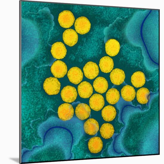 Polio Viruses, TEM-Dr. Linda Stannard-Mounted Premium Photographic Print