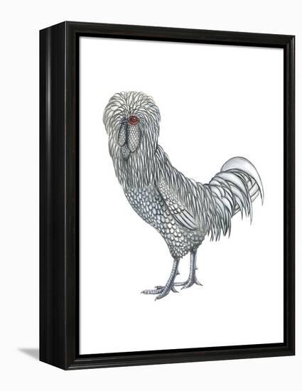 Polish (Gallus Gallus Domesticus), Rooster, Poultry, Birds-Encyclopaedia Britannica-Framed Stretched Canvas