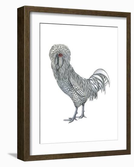 Polish (Gallus Gallus Domesticus), Rooster, Poultry, Birds-Encyclopaedia Britannica-Framed Art Print