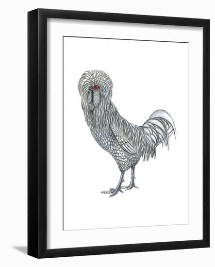 Polish (Gallus Gallus Domesticus), Rooster, Poultry, Birds-Encyclopaedia Britannica-Framed Art Print