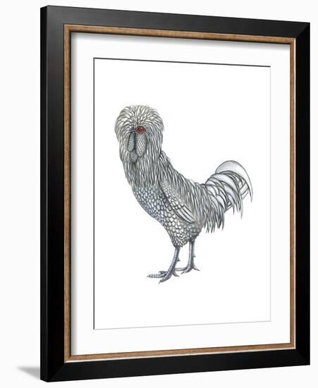 Polish (Gallus Gallus Domesticus), Rooster, Poultry, Birds-Encyclopaedia Britannica-Framed Art Print