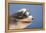 Polish Lowland SheepWearing Goggles in Wind-null-Framed Premier Image Canvas
