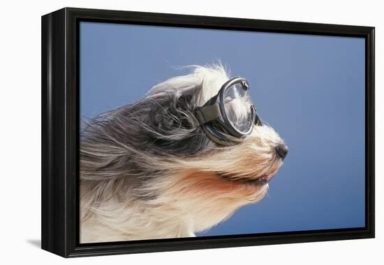 Polish Lowland SheepWearing Goggles in Wind-null-Framed Premier Image Canvas