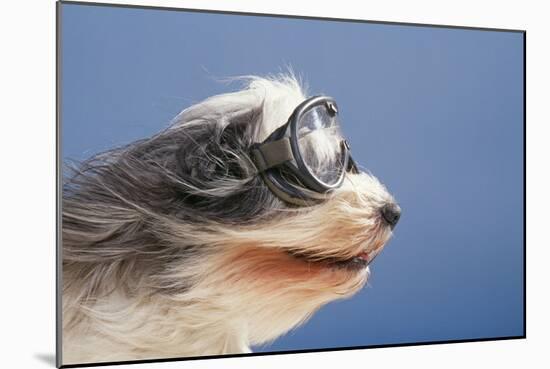 Polish Lowland SheepWearing Goggles in Wind-null-Mounted Photographic Print