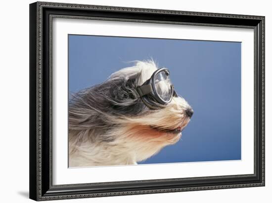 Polish Lowland SheepWearing Goggles in Wind-null-Framed Photographic Print