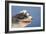 Polish Lowland SheepWearing Goggles in Wind-null-Framed Photographic Print