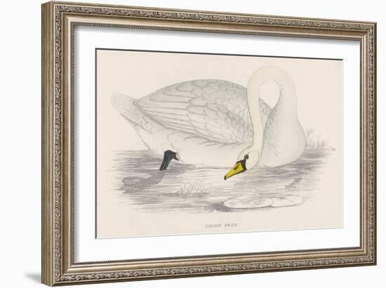 Polish Swan-Reverend Francis O. Morris-Framed Art Print