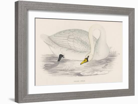 Polish Swan-Reverend Francis O. Morris-Framed Art Print