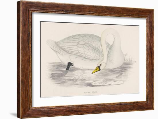 Polish Swan-Reverend Francis O. Morris-Framed Art Print