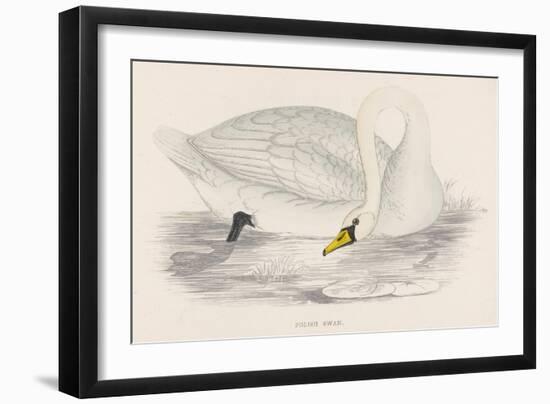 Polish Swan-Reverend Francis O. Morris-Framed Art Print