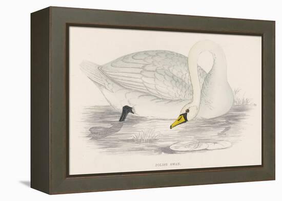 Polish Swan-Reverend Francis O. Morris-Framed Stretched Canvas