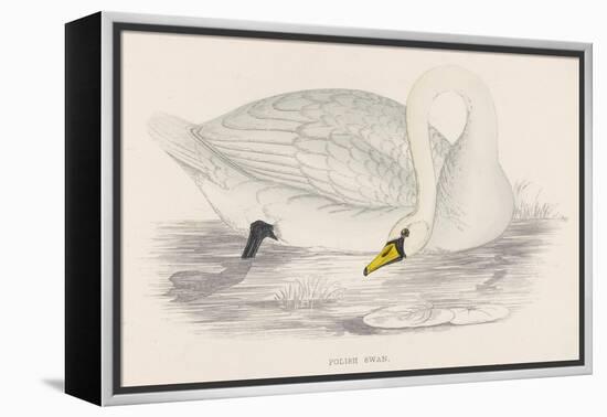 Polish Swan-Reverend Francis O. Morris-Framed Stretched Canvas