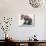 Polish Wolf Pup, 2001-Mark Adlington-Giclee Print displayed on a wall