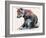 Polish Wolf Pup, 2001-Mark Adlington-Framed Giclee Print