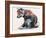 Polish Wolf Pup, 2001-Mark Adlington-Framed Giclee Print