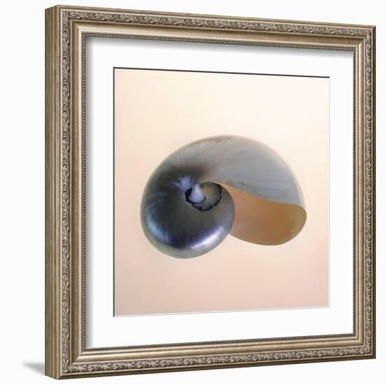 Polished Nautilus-Tom Artin-Framed Art Print