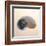 Polished Nautilus-Tom Artin-Framed Art Print