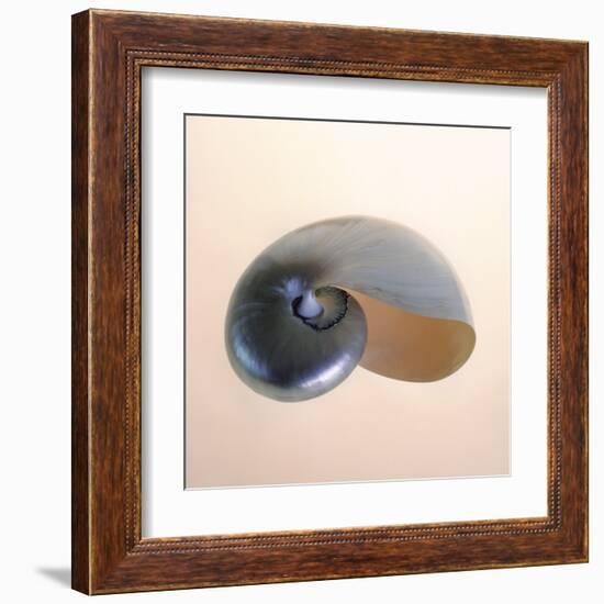 Polished Nautilus-Tom Artin-Framed Art Print