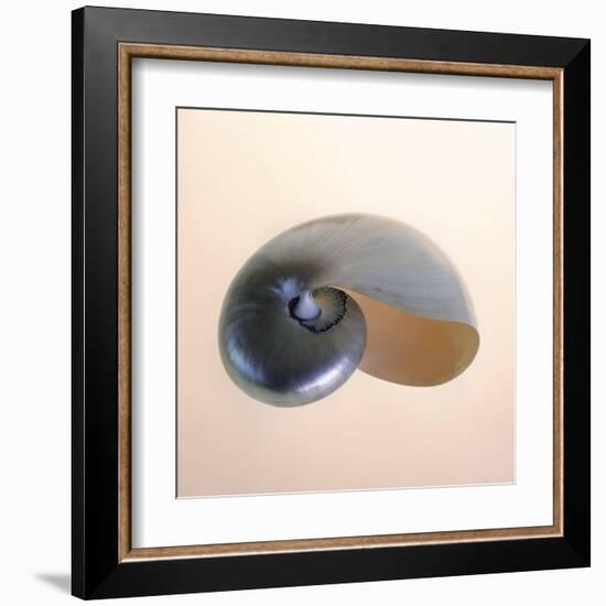 Polished Nautilus-Tom Artin-Framed Art Print