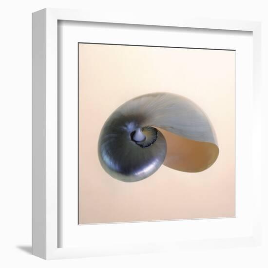 Polished Nautilus-Tom Artin-Framed Art Print