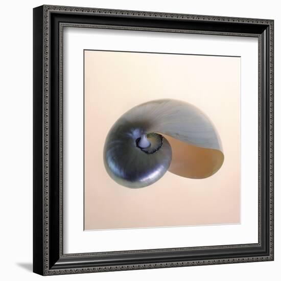 Polished Nautilus-Tom Artin-Framed Art Print