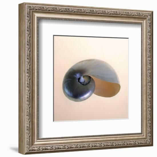 Polished Nautilus-Tom Artin-Framed Art Print