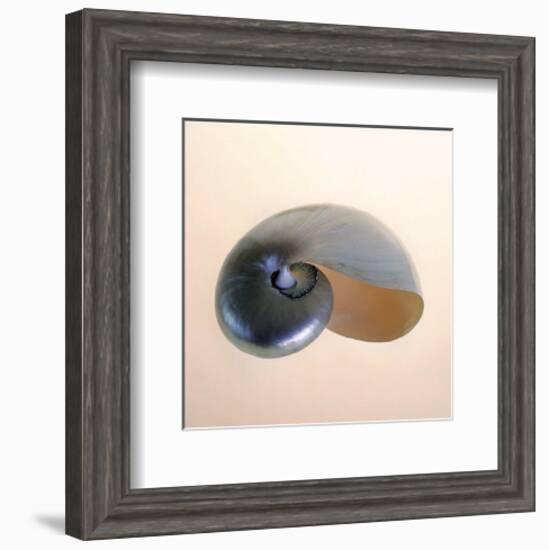 Polished Nautilus-Tom Artin-Framed Art Print