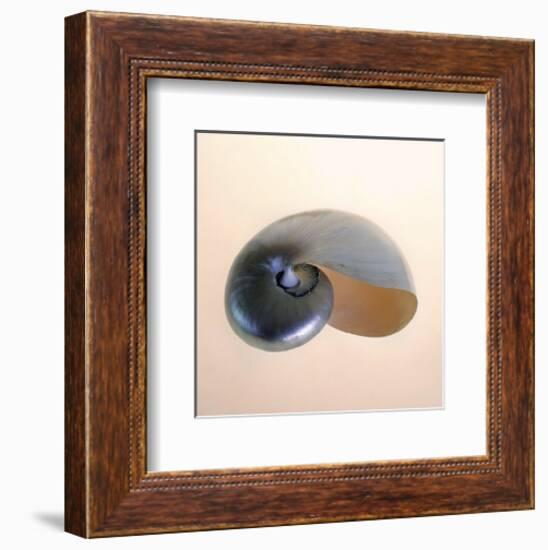 Polished Nautilus-Tom Artin-Framed Art Print