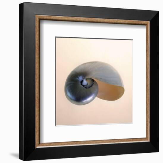 Polished Nautilus-Tom Artin-Framed Art Print