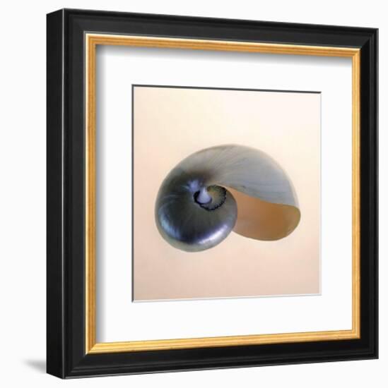 Polished Nautilus-Tom Artin-Framed Art Print