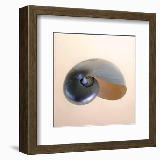 Polished Nautilus-Tom Artin-Framed Art Print