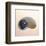 Polished Nautilus-Tom Artin-Framed Art Print