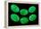 Polished Pieces of Green Jadeite-Vaughan Fleming-Framed Premier Image Canvas