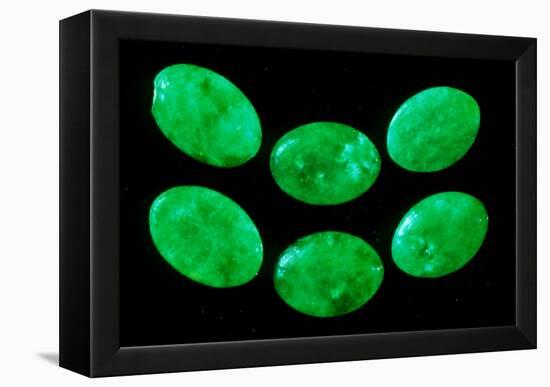 Polished Pieces of Green Jadeite-Vaughan Fleming-Framed Premier Image Canvas