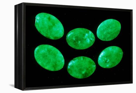 Polished Pieces of Green Jadeite-Vaughan Fleming-Framed Premier Image Canvas