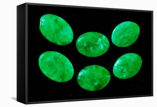 Polished Pieces of Green Jadeite-Vaughan Fleming-Framed Premier Image Canvas