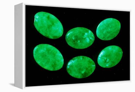 Polished Pieces of Green Jadeite-Vaughan Fleming-Framed Premier Image Canvas