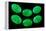 Polished Pieces of Green Jadeite-Vaughan Fleming-Framed Premier Image Canvas