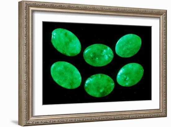 Polished Pieces of Green Jadeite-Vaughan Fleming-Framed Photographic Print