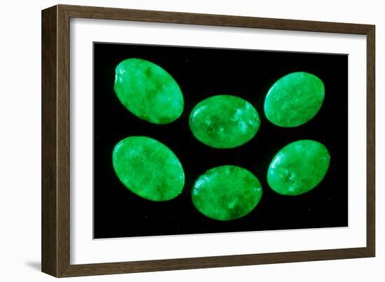 Polished Pieces of Green Jadeite-Vaughan Fleming-Framed Photographic Print