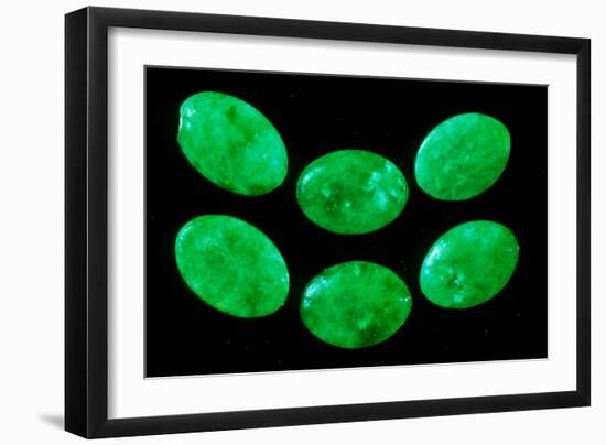 Polished Pieces of Green Jadeite-Vaughan Fleming-Framed Photographic Print