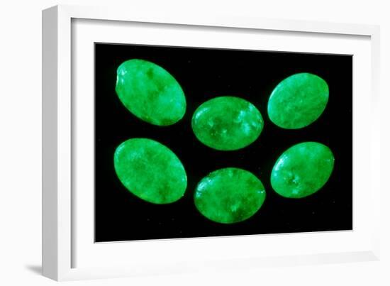Polished Pieces of Green Jadeite-Vaughan Fleming-Framed Photographic Print
