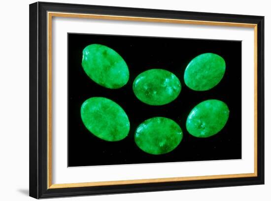 Polished Pieces of Green Jadeite-Vaughan Fleming-Framed Photographic Print